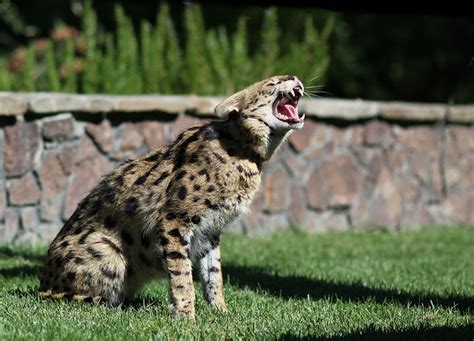 Full Grown Male African Serval African Serval Cat Serval Cats Serval