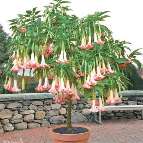 How To Plant And Grow Angels Trumpet 2022