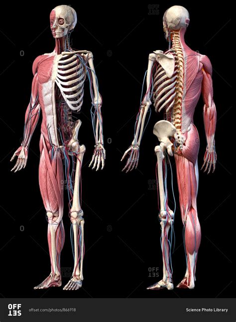 See more ideas about anatomy, anatomy reference, man anatomy. Human Anatomy full body skeletal, muscular and cardiovascular systems. Two views, front and back ...