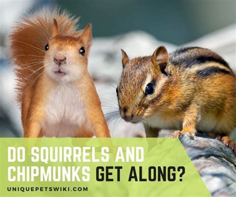 Getting Along Or Not Squirrels And Chipmunks Compatibility Insights