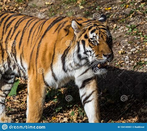 The Siberian Tigerpanthera Tigris Altaica In The Zoo Stock Image