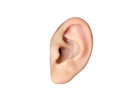 43000 Human Ear Stock Photos Pictures And Royalty Free Images Istock