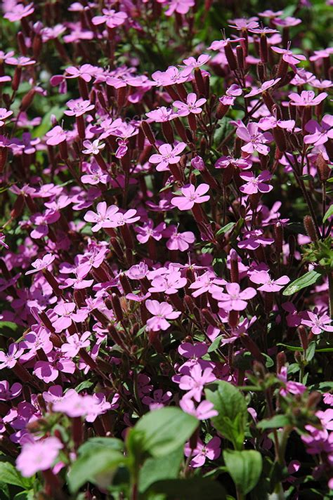 Flowers for dublin, ireland offers same day flower & gift basket delivery for dublin, ireland at very low rates. Rock Soapwort (Saponaria ocymoides) in Columbus Dublin ...