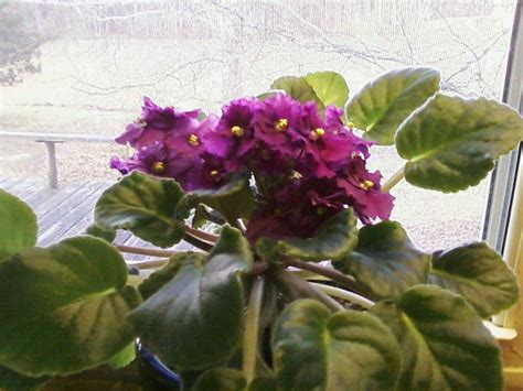 The bottom leaves are all turning brown and curling up. Two Sisters Gardening: An American Favorite