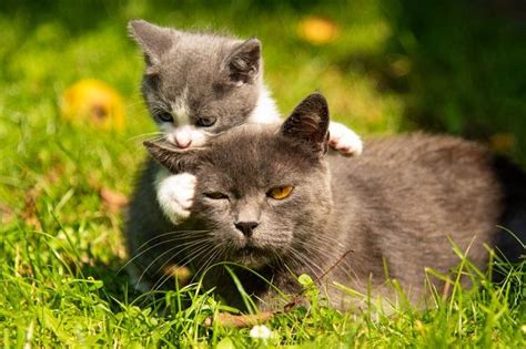 Do Mother Cats Discipline Their Kittens A Veterinarian Explains