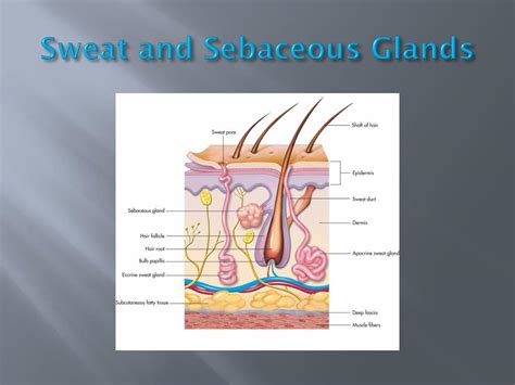 Ppt Anatomy Physiology And Disease Powerpoint Presentation Free