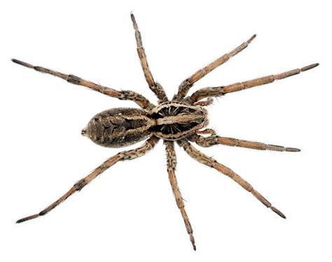 Their main food source is cockroaches. Wolf Spider Facts | Wolf Spider Control | TERRO®