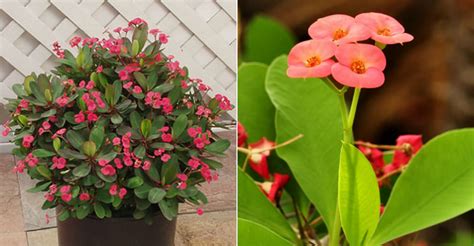 The crown of thorns plant is reserved and less demanding when it comes to water. Euphorbia milii (Crown of Thorns) | World of Succulents