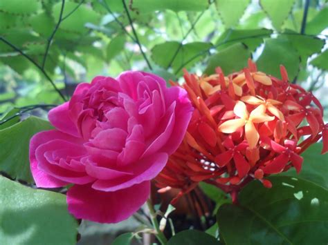 Check spelling or type a new query. Bunga Mawar Merah Dan Bunga soka - Rumah Daun Muda