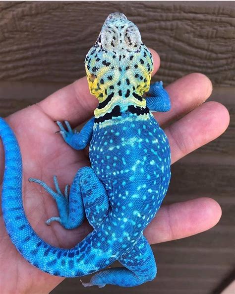 Reptiles Animals Wildlife 🔵 On Instagram “blazing Blue Collared Lizard