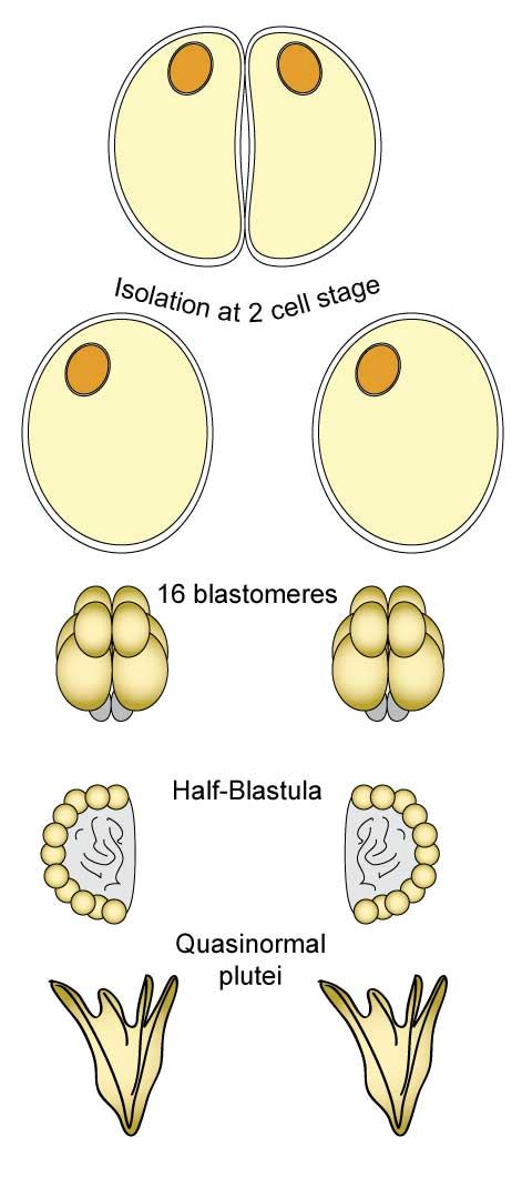 Transmitters In Blastomere Interactions Intechopen
