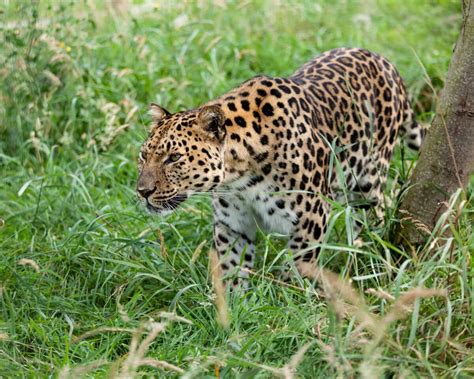 Amur Leopard Worlds Most Endangered Big Cat