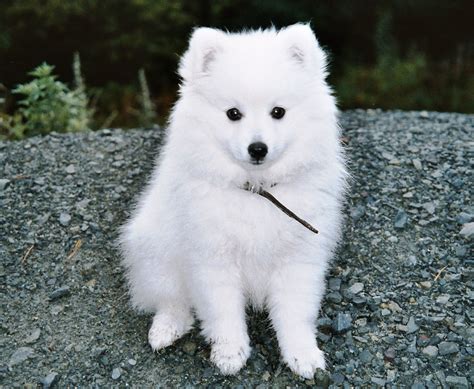Japanese Spitz Puppies Rescue Pictures Information Temperament