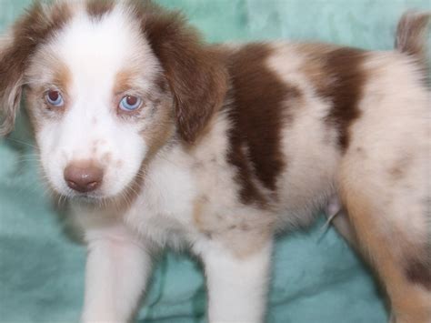 Miniature Australian Shepherd Dog Male Red Merle 2771640 Petland Rome