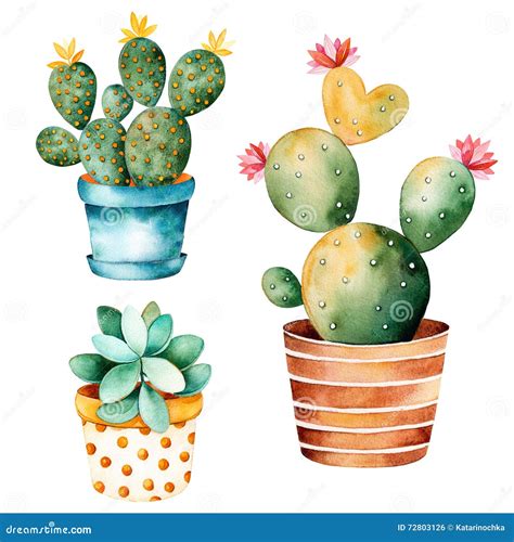 Watercolor Handpainted Cactus Plant And Succulent Plant In Pot Stock