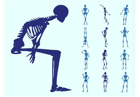 Human Body Bone Structure