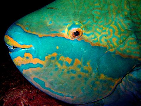 Face Parrotfish Photo And Wallpaper Cute Face Parrotfish Pictures