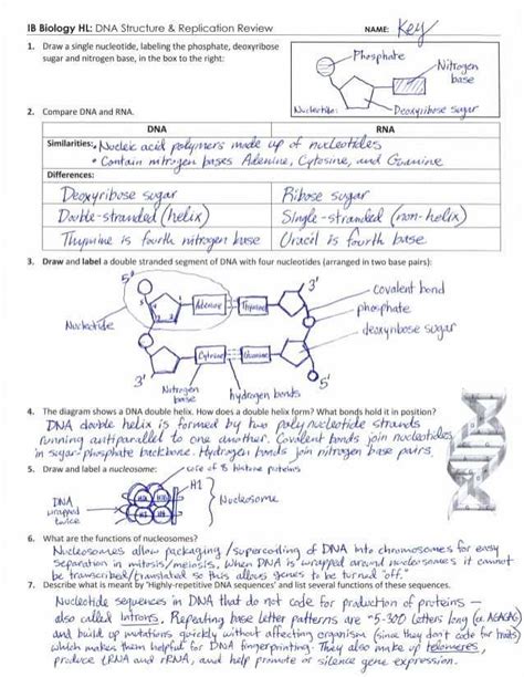What key piece of information about the structure of dna was obtained. Dna Structure And Replication Worksheet Answers - worksheet