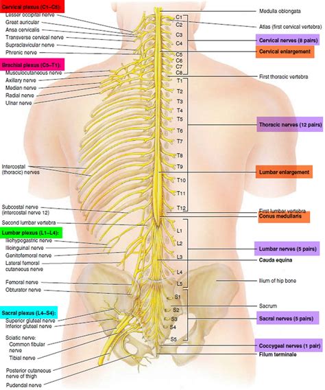 Pdf Posterior Branches Of Lumbar Spinal Nerves Part I Anatomy And My