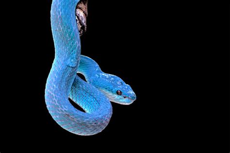 2756 Best Blue Viper Snake Images Stock Photos And Vectors Adobe Stock