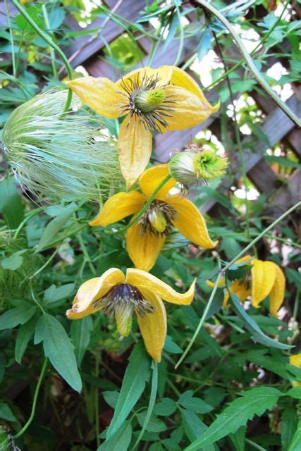 Check spelling or type a new query. Plant Collector: Clematis tangutica | Flowering vines ...