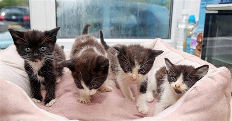 Dying Kittens Are Fighting Fit After Being Dumped And Left For Dead In Busy Street Mirror Online