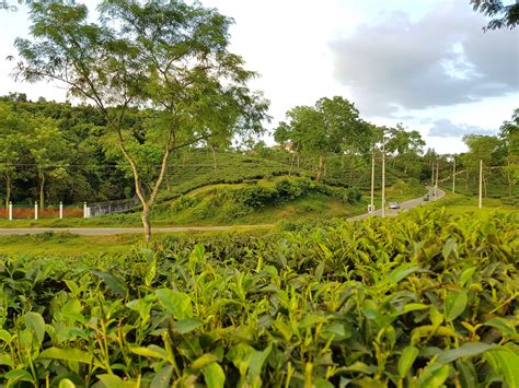 Beautiful tea garden, Srimangal, Sylhet, Bangladesh | Nature wallpaper