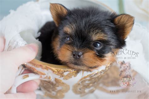 Maybe you would like to learn more about one of these? Teacup Yorkie Puppies | Teacups, Puppies & Boutique