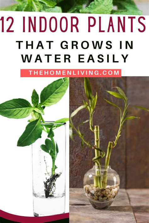 12 Indoor Plants That Can Grow In Water Vases Itself Less Maintenance