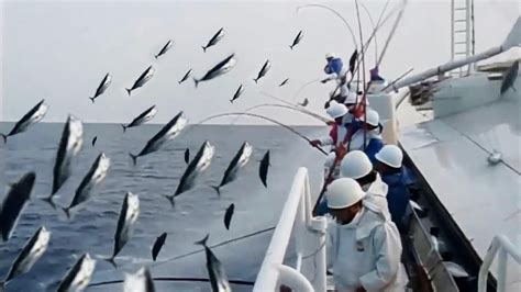 Amazing Fast Tuna Fishing Skill Catching Fish Big On The Sea Youtube