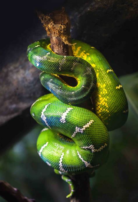 12 Striking Amazon Rainforest Snakes I Heart Brazil