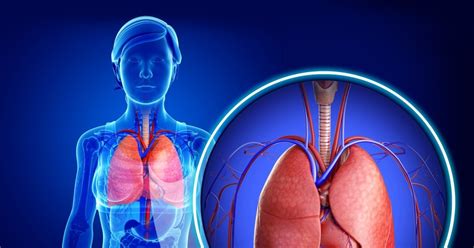 El Sistema Respiratorio Funcion Pulmones Kulturaupice