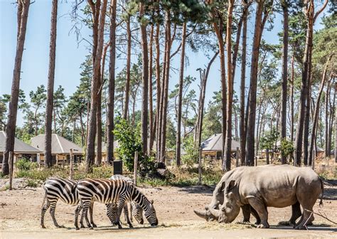 Of toch liever de strepen van een zebra tellen terwijl u bent omgeven door nieuwsgierige giraffen? Safari Resort Beekse Bergen in Hilvarenbeek - de beste ...