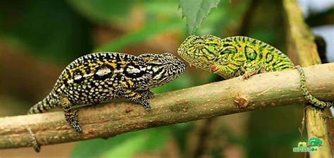 Carpet Chameleon for sale online Carpet Chameleons for sale