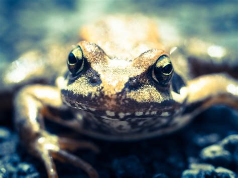 Free Images Nature Wildlife High Toad Amphibian Fauna Close Up