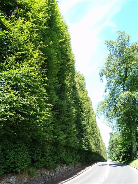 Beech Hedge, Perthshire | Scotland - Tallest hedge in the wo… | Flickr