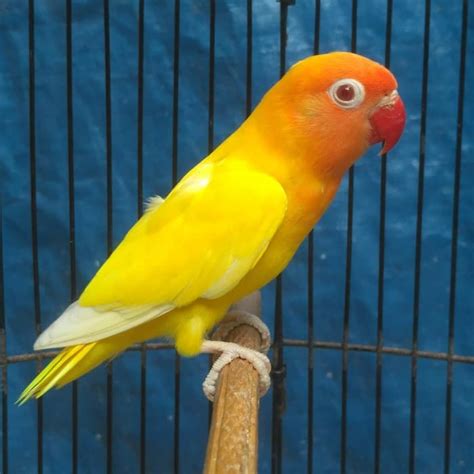 Foto Burung Lovebird Radea