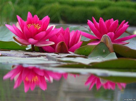 Water Lily Wallpaper Lily Wallpaper Flower Wallpaper Hot Pink Flowers