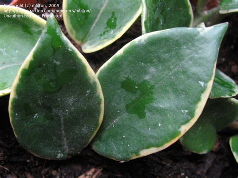 It is one of the many species of hoya that are native to eastern asia and australia. PlantFiles Pictures: Krimson Princess Hoya, Wax Plant ...