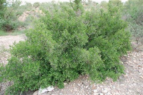 Where does planet desert grow cactus and succulents? desert hackberry | Lawn and garden, Outdoor gardens, Diy ...