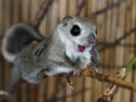 Japanese Dwarf Flying Squirrel On Tumblr
