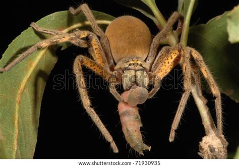 Enormous Huntsman Spider Eating Caterpillar Kakadu Stock Photo Edit