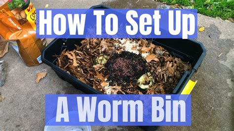 How To Set Up A Composting Worm Bin With Red Wigglers Red Wigglers