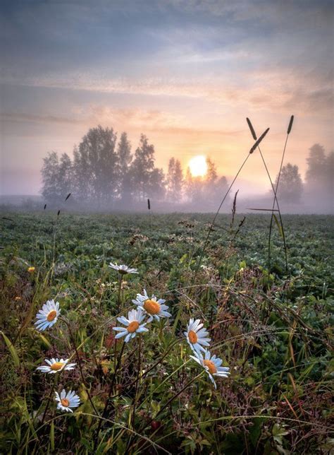 🇫🇮 Summer Sunrise Finland By Asko Kuittinen 🌅🌿🌼 Beautiful Nature