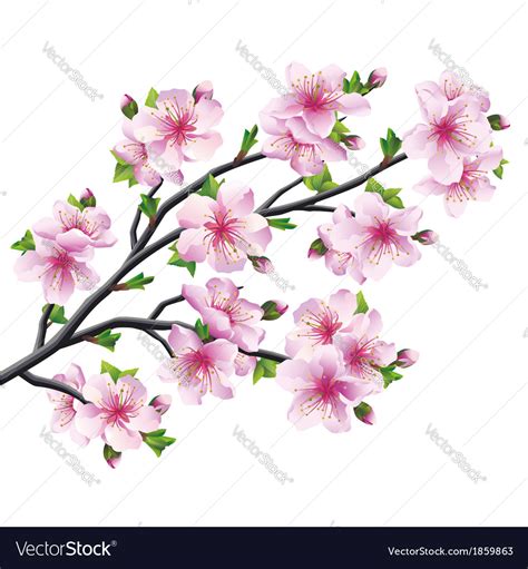 Model blowing paint for students: Japanese tree sakura cherry blossom Royalty Free Vector