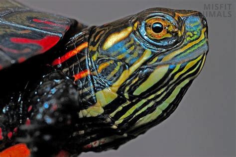 Southern Painted Turtle Chrysemys Dorsalis Species Info