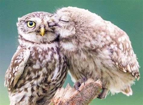 Rendahnya angka populasi burung hantu dipengaruhi oleh faktor ketersediaan pakan dan keamanan. Harga Burung Hantu Putih Anakan - Christoper