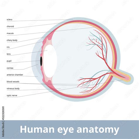 Human Eye Anatomy Cross Section Of The Human Eye Showing The Major
