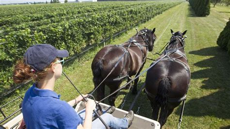 North Fork Wineries Tours To Please All Newsday