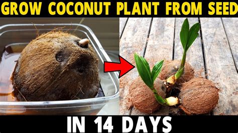 How To Grow Coconut Tree From Seed Grow Coconut Plant At Home In 14